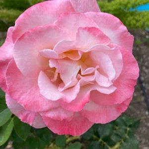 Bundle a few things and get a discount